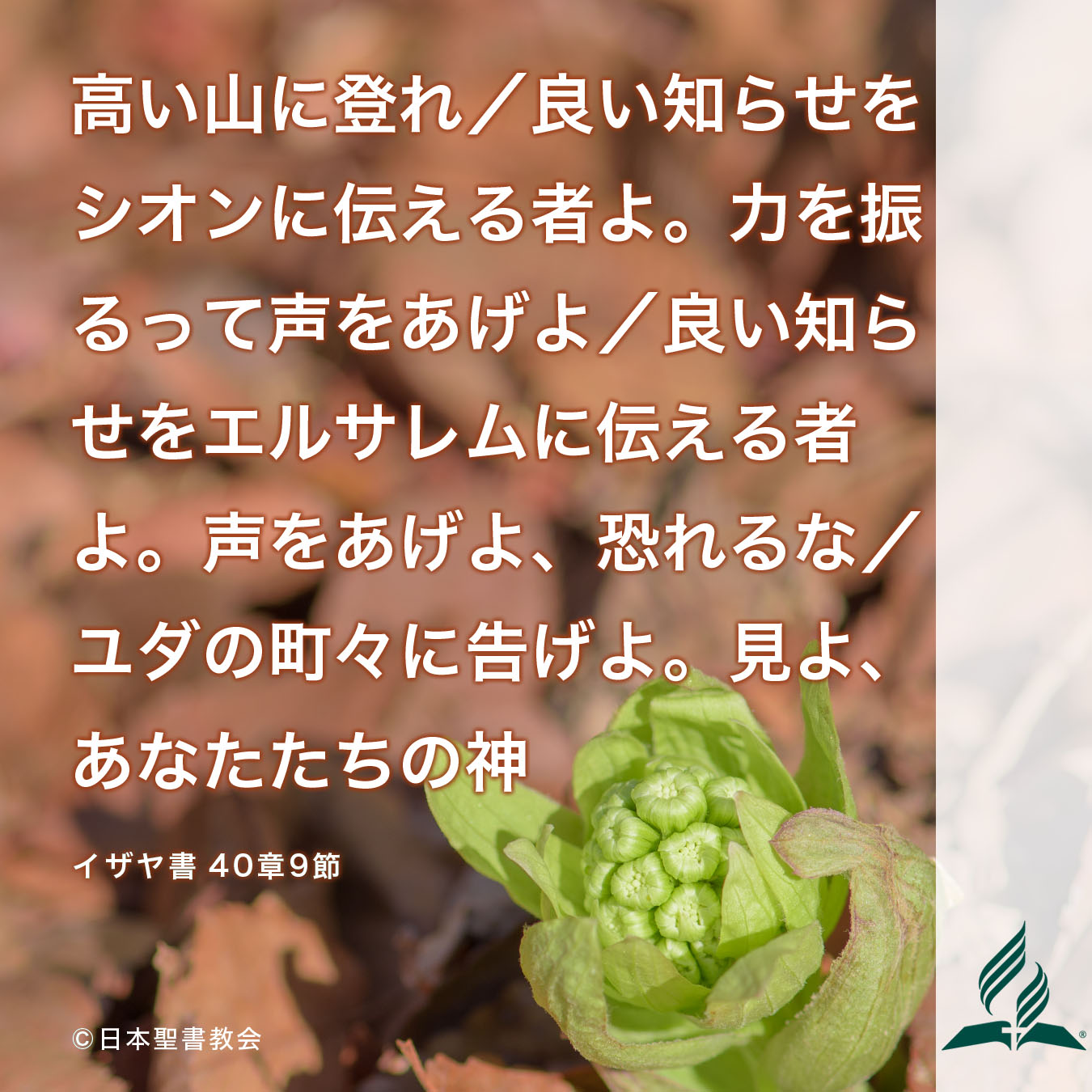 今週の暗唱聖句をお届けします