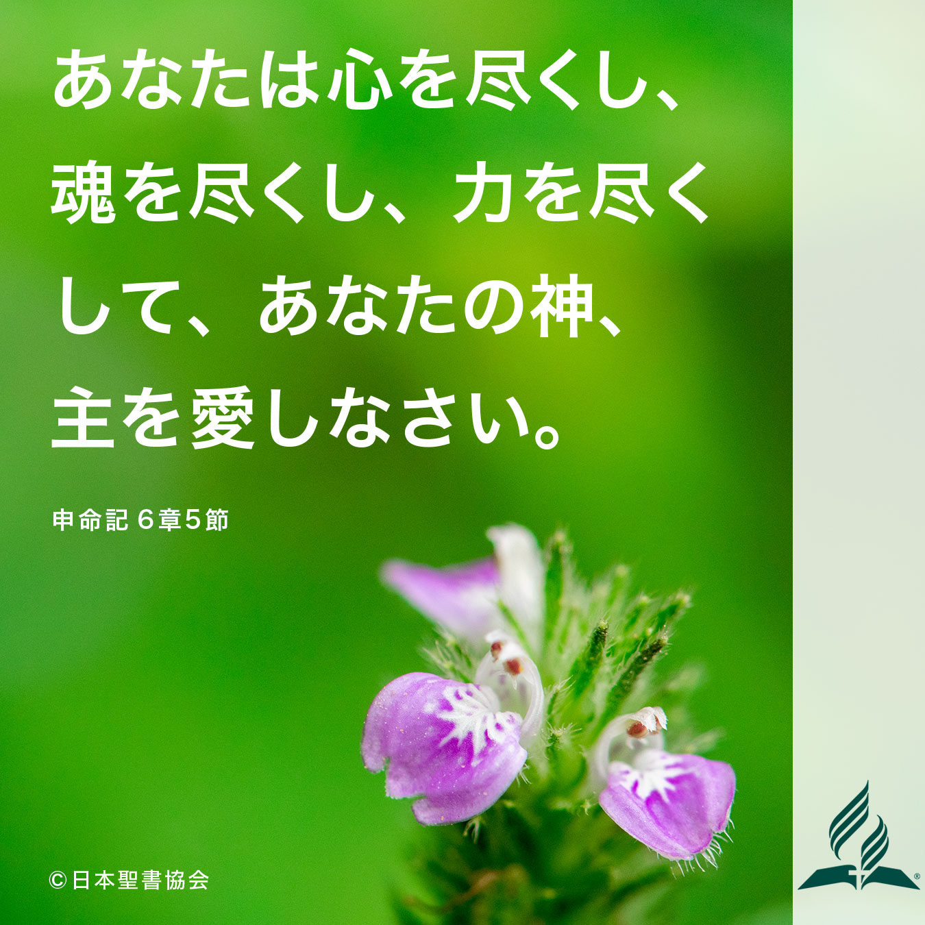 今週の暗唱聖句をお届けします 今週の暗唱聖句をお届けします