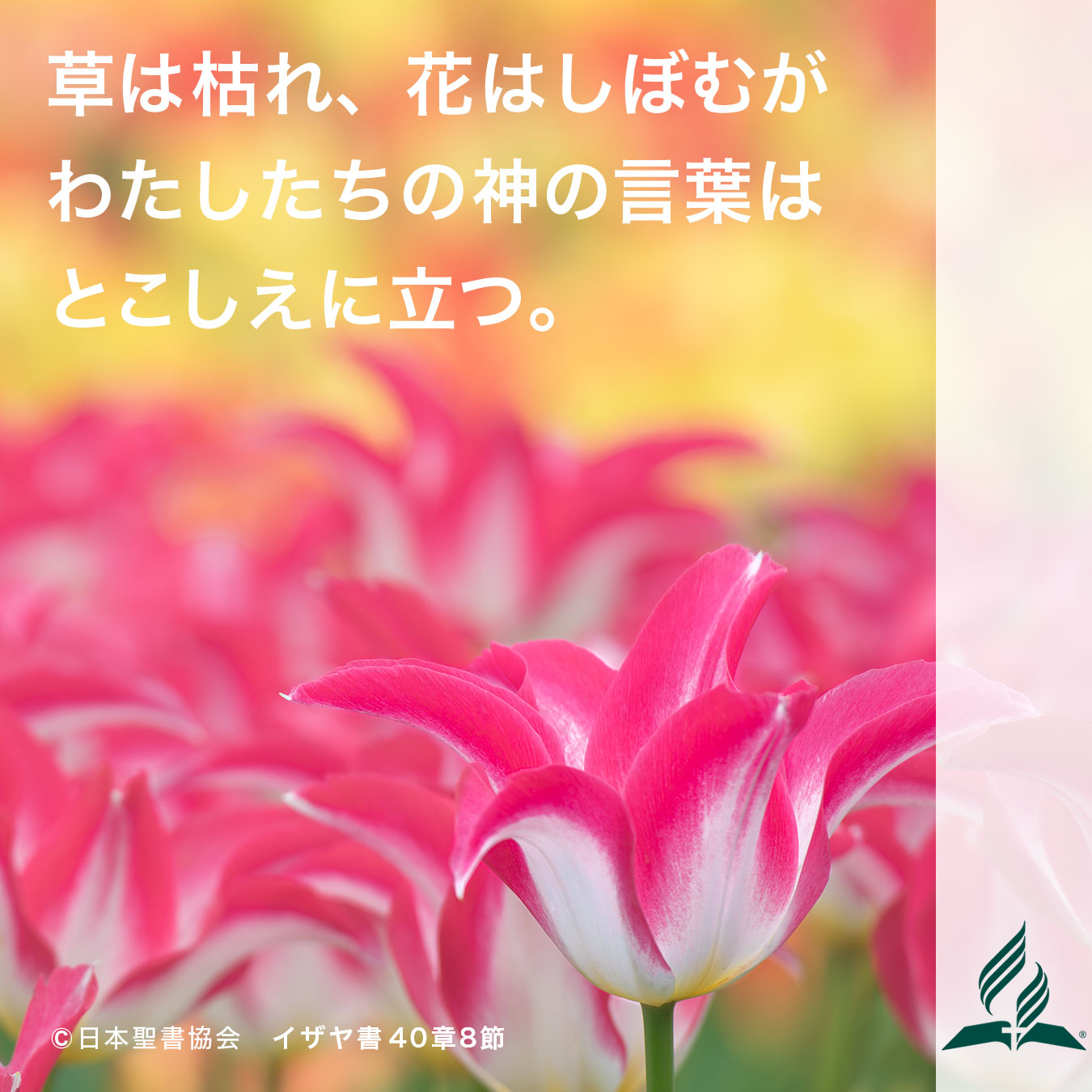 今週の暗唱聖句をお届けします