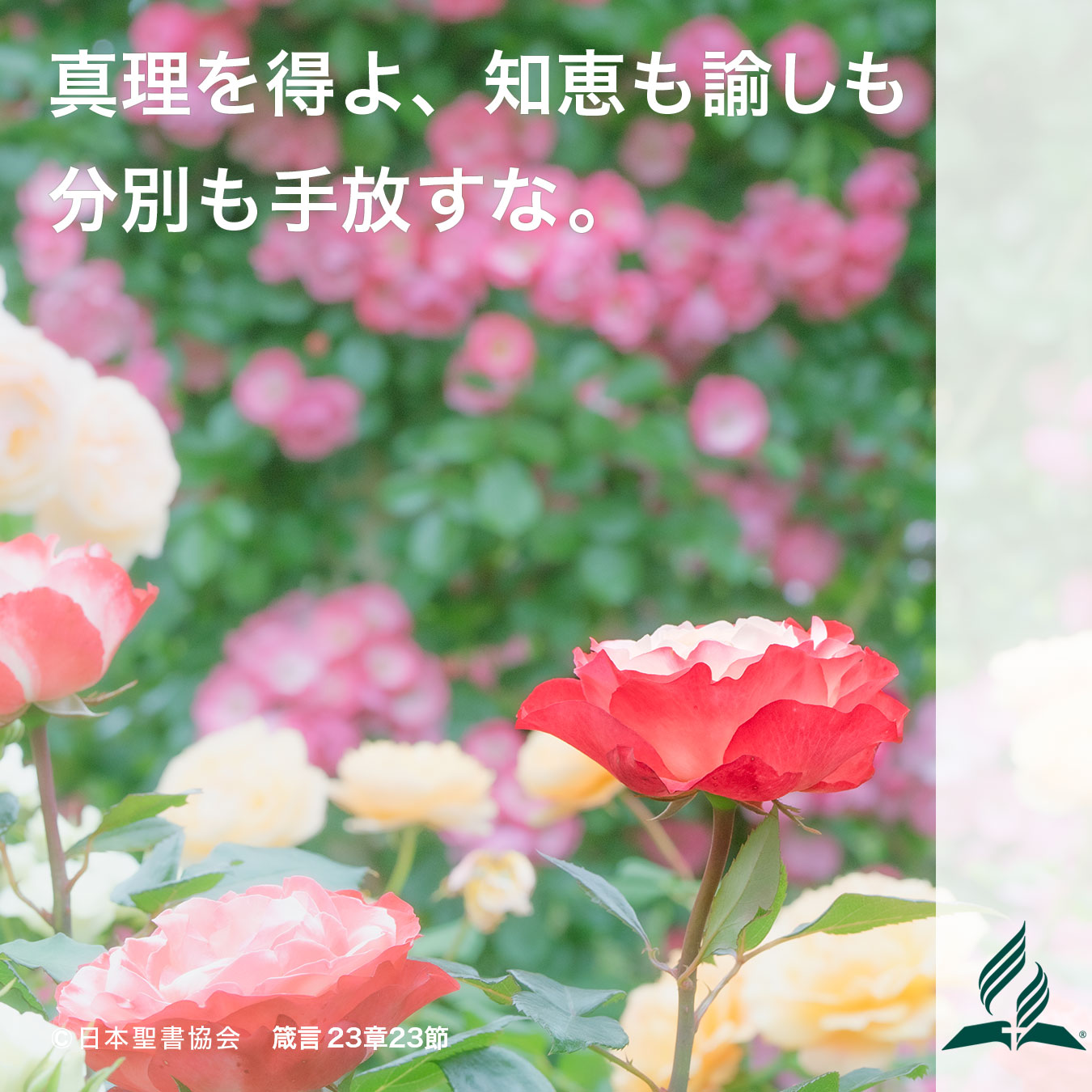 今週の暗唱聖句をお届けします