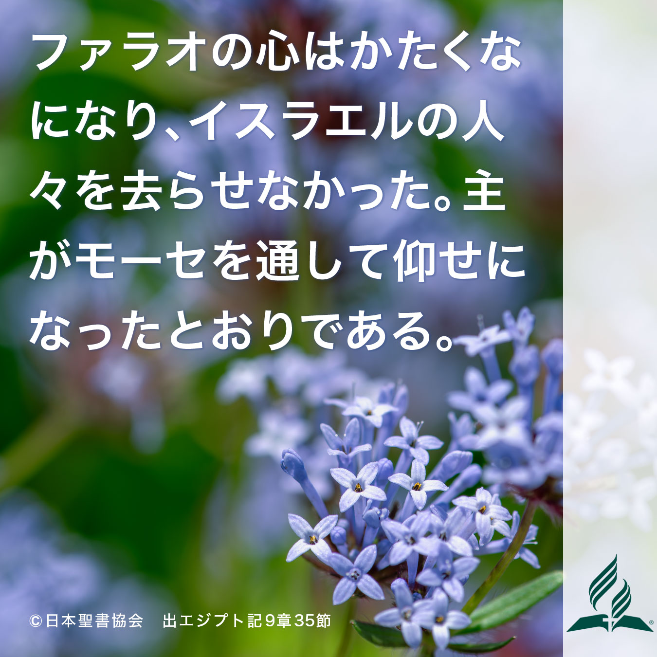 今週の暗唱聖句をお届けします